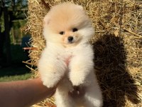 Pomeranian Boo Yavrular Teslime Hazır