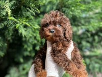 Erkek toy poodle 2 aylık