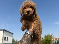 2 BUÇUK AYLIK ERKEK TOY POODLE