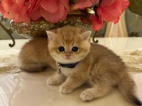 Ny 12 golden cinsi scottish fold yavrularımız