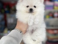 Pomeranian yavrularımız teacup kar beyaz