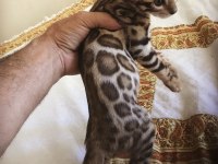 Show class bengal kedisi bebekler