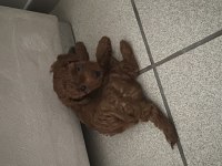 Kore-toy poodle küçük ırk