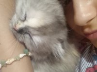 Çift renk dünyalar tatlısı kedim