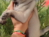 Dişi pug mops yavru