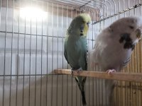 Evcil hayvanlar muhabbet kuşlar