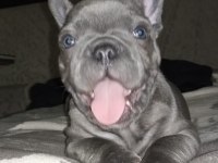 POFİDİK FRENCH BULLDOG KÖPEKLERİM