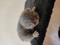 Yavru british shorthair kediler