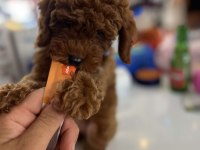 IRK SAĞLIK  KİLO GARANTİLİ RED TOY POODLE YAVRULAR