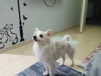 Pomeranian Spitz