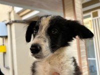 3 Aylık Orjinal Border Collie Yavruları