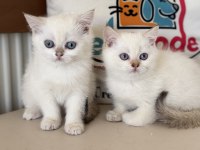 En güzel british shorthair yavrularımız ziyarete açık