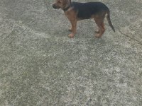 4 aylık alman kurdu erkek köpeğimiz