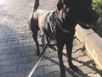 Çok akıllı bir Labrador köpeği