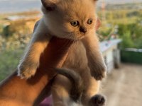 Ailenizin Yeni Üyeleri Kediler Değerli Sahiplerini Bekliyor