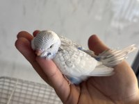 YENİ YEME DÜŞMÜŞ ALIŞTIRMALIK İRİ ÇEK MUHABBET YAVRULAR