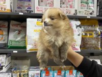 Erkek Bebek Pomeranian