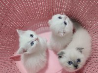 Scottish fold yavrularımız teslime hazır