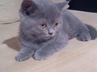 Safkan british peluşlar