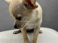 Şivava köpeğimiz Şiva yeni yuvasını arıyor