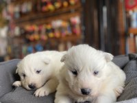 ORJİNAL SAFKAN SAMOYED