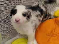 KIF FCI ŞECERELİ MİKROÇİPLİ blue merle ve siyah border