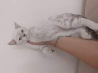 3 BUCUK AYLIK DİŞİ BRİTİSH LYNX