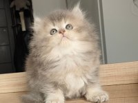 British Longhair Kedilerim