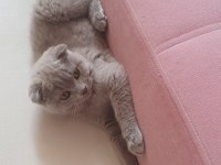 Yavru scottish fold kedisi