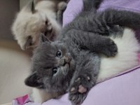 British shorthair bebeklerimiz