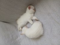 Mavi gözlü safkan dişi british shorthair yavrum