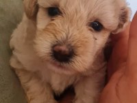 Maltipoo yavrular iki aylık