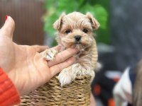 Vitrin güzeli maltipoo