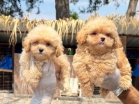 Maltipoo bebek yüzlü yavrularımız