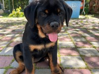 Şampiyon Rottweiler YAVRUMUZ