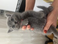 DİŞİ BRİTİSH VE SCOTTİSH KEDİSİ MÜKEMMEL IRK