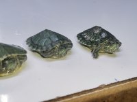Bebek kaplumbağalar görücüde