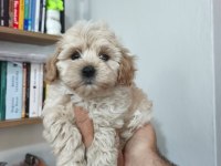 Maltipoo yavruları