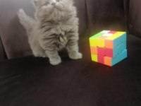 British shorthair yavru Antalya