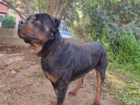 Erkek ve dişi rottweiler hatay da