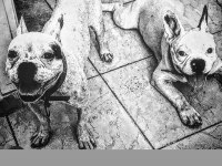 Dişi french bulldog yeni yuva arıyor