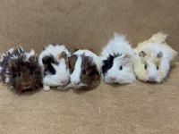 Ginepig Yavrularımız Gün İçi Gönderim Sağlanmakta