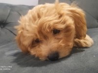 A kalite maltipoo dişi