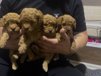 Toy poodle bebekler