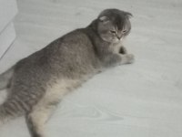 safkan scottish fold