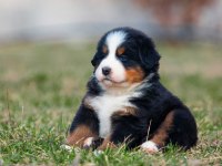 Bernese mountain dog
