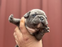 French Bulldog Bebekler