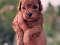 KORE KAN KUYRUKSUZ POODLE ERKEK