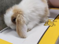 Hollanda lop cüce tavşan