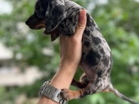 Show kalite sosis köpek yavrularımız